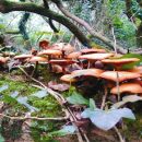 Mushroom Project - Mushroom Project