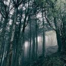 KOSEMURA, AKIRA - In The Dark Woods (Diverse Komponisten)
